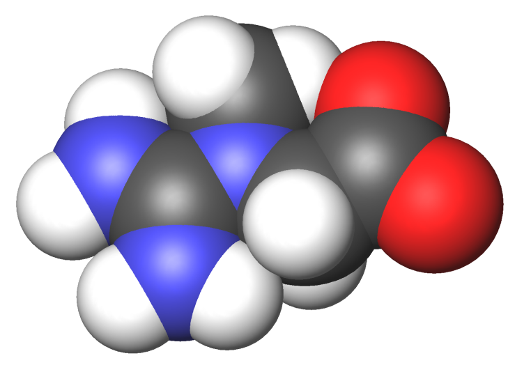 Creatine molecule
